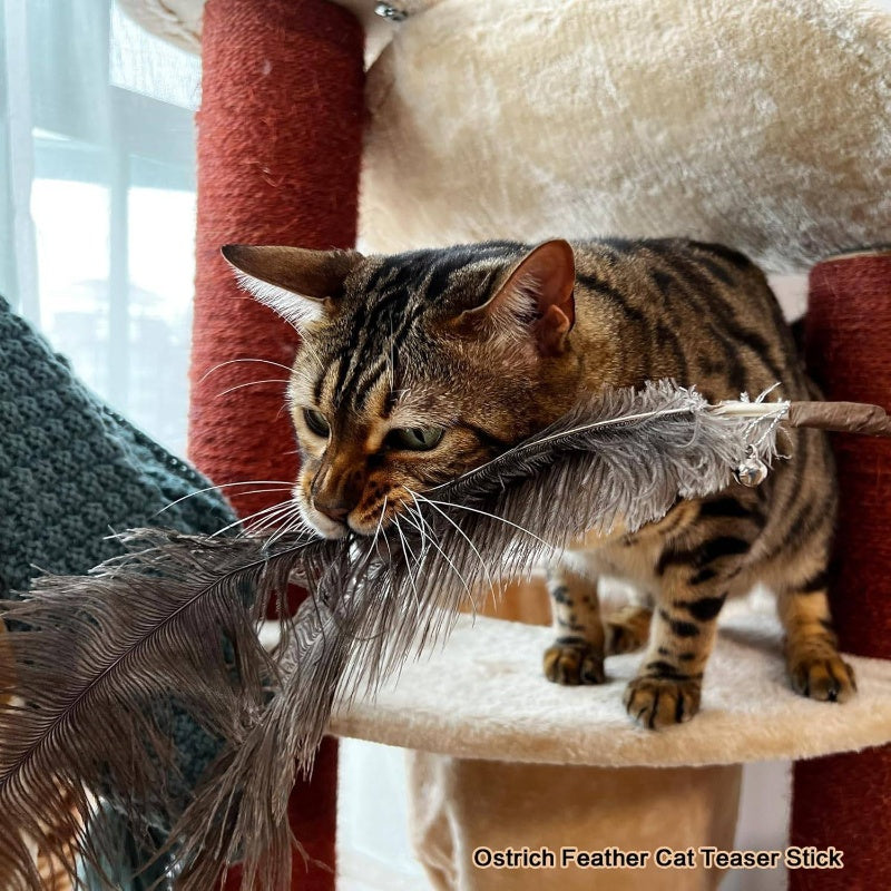 3pcs Natural Teaser Wands with Ostrich, Peacock Chicken Feathers - Long Sticks Suitable for Indoor Kittens