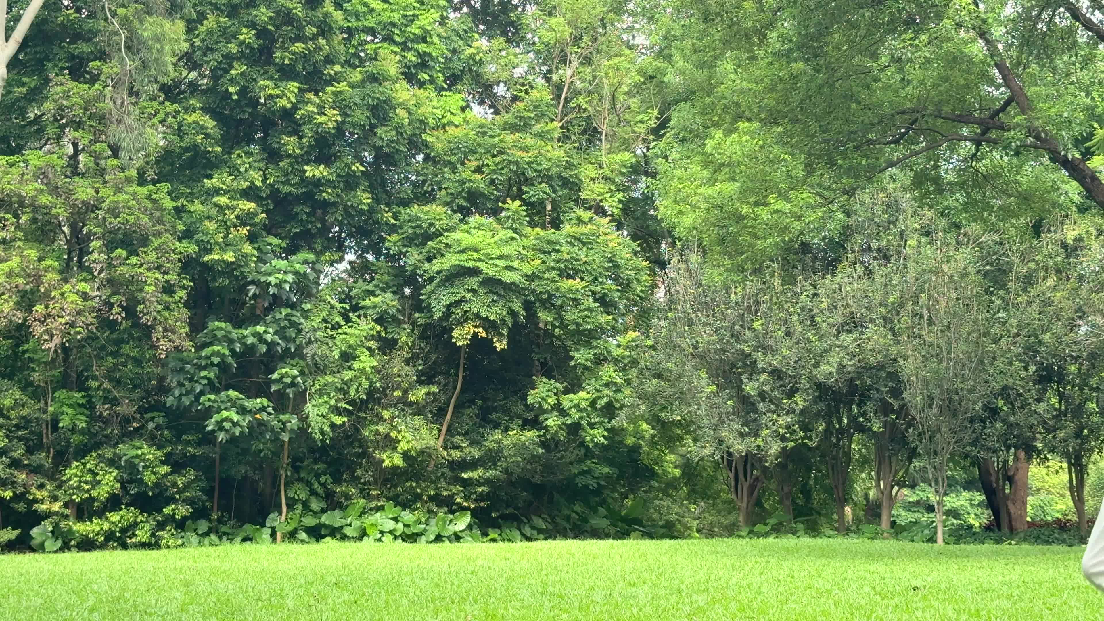 UFA Pro Frisbee Official Ultimate 175g Professional Training Flying Disc